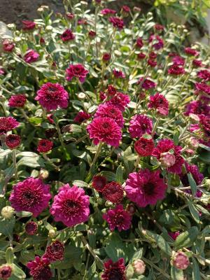 Прикрепленное изображение: Resizer_16965987042621.jpeg